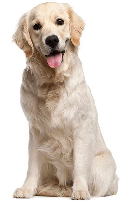 Happy isolated golden retriever sitting transparent background Central IL