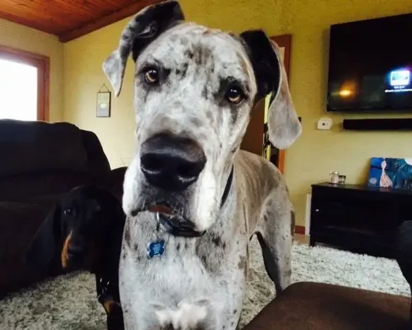 Central IL gorgeous Great Dane