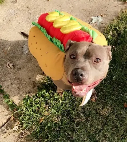 Central IL resident pup in hot dog halloween costume