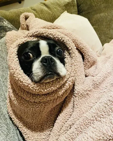 dog in blanket near central il