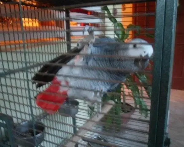 Central IL pet sitting bird