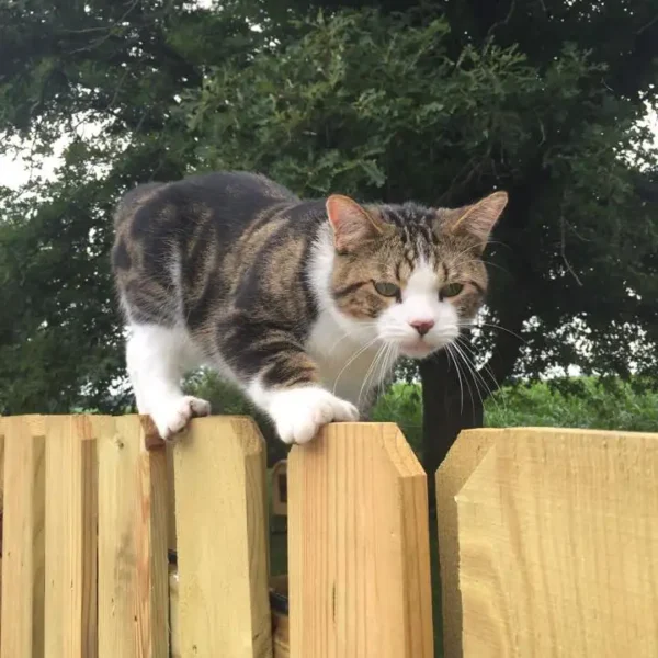 cat on fence central IL